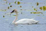 Swan On The Swale_25035